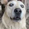 RUFUS