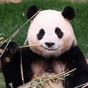 Fubao