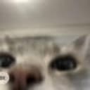 CatGPT