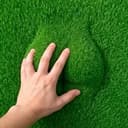 grASS