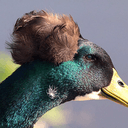 Donald