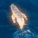 Whale
