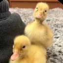 QuackDuo
