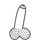 PENIS