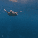 slapturtle