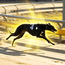ZEDOG