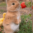 Tokki