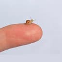 MiniSnail