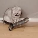 SQUEEZY