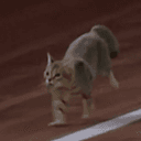 Meowt