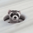 popferret