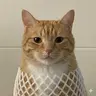 wCAT
