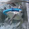 カメ