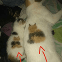 Cat On Cat
