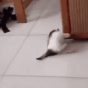 bonkcat