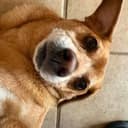 DOGE