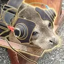DJBOOM