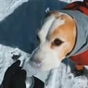Adog