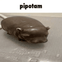 pipotam