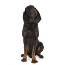COONHOUND