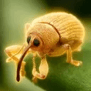 weevil