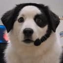 CALLDOG