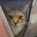 Mittens