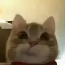 bob