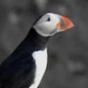 puffin