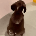 fartdog