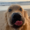 NEETDOG