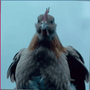 CHICKEN