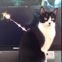 invincicat