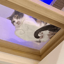 むぎ