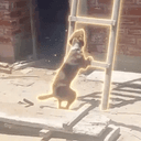 Sisypup
