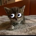 fokit