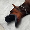CROCSDOG
