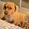 Cashew