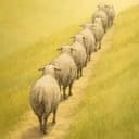 HERD