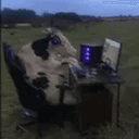 cow