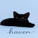 Haven