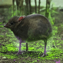 deer mouse