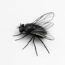 FLY