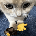brokecat