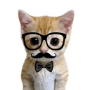 PHDkitty