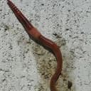 WORM$