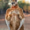 KANGA