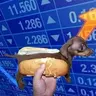 holdog