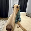 LOOOOONG