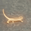 LIZARD